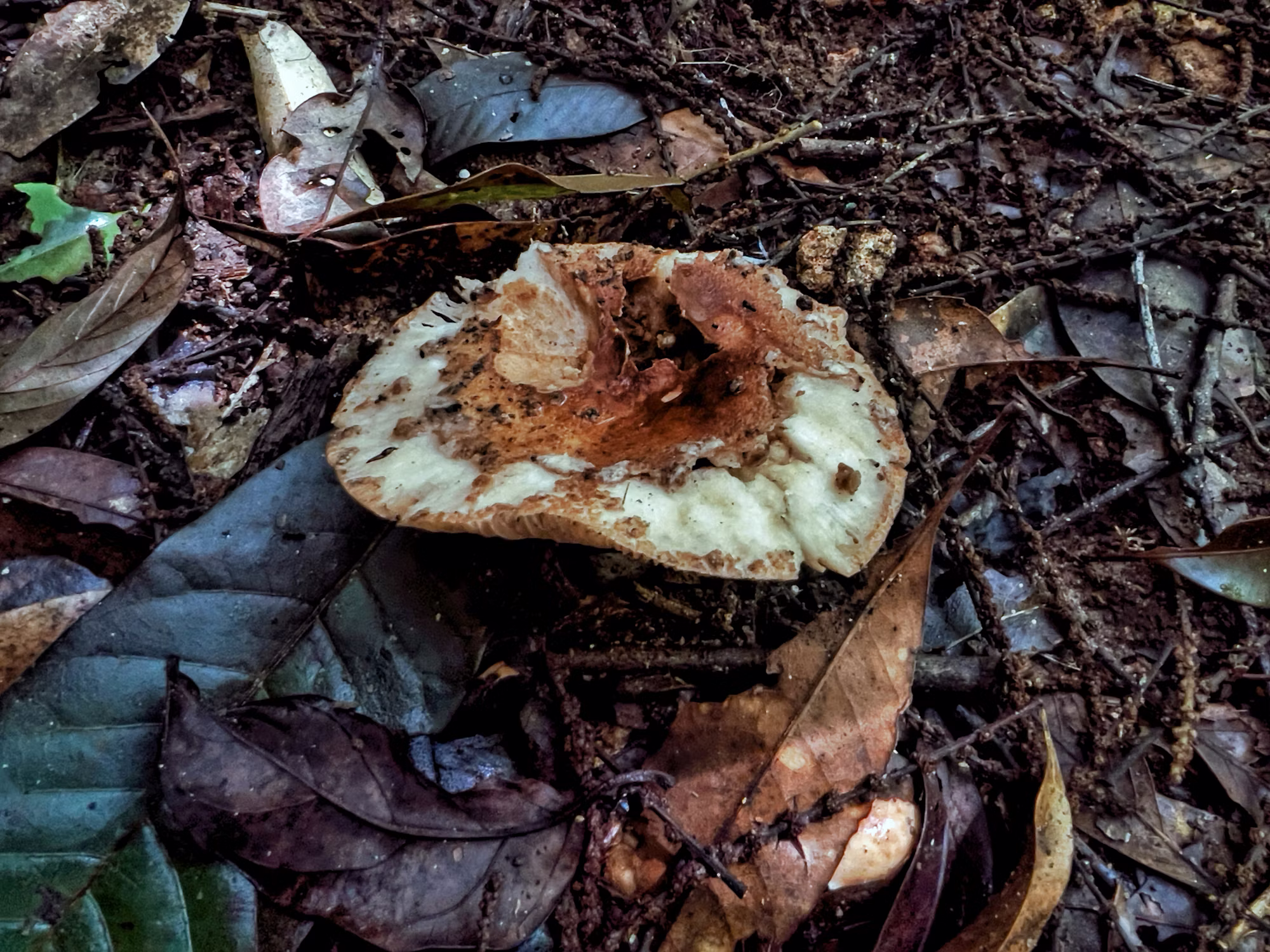キャンプファイヤー料理の芸術：星の下のおいしい食事